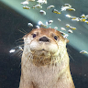 Meet your Posher, Sean